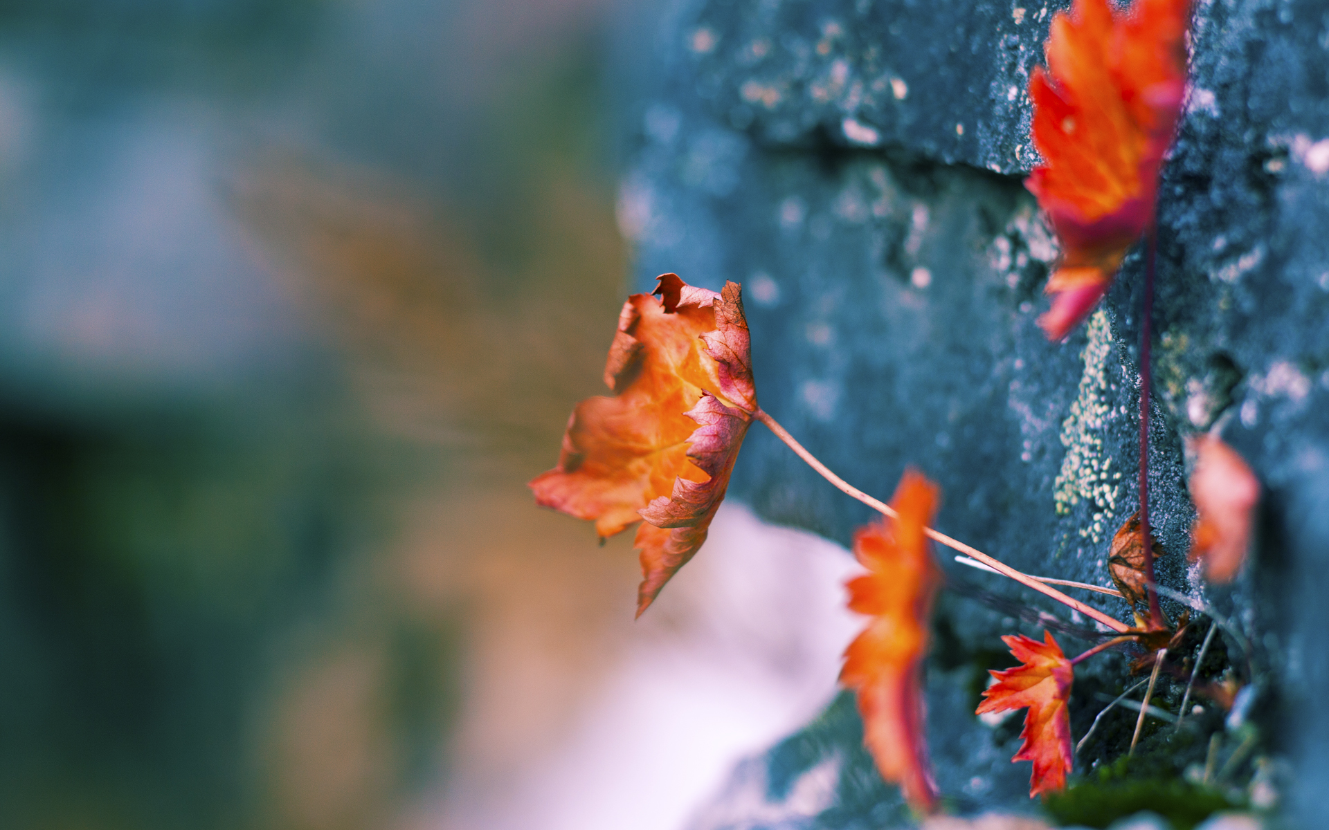 伊朗球迷在雪中烤羊肉串助威,被冬奥组委点名表扬,伊朗男子足球队