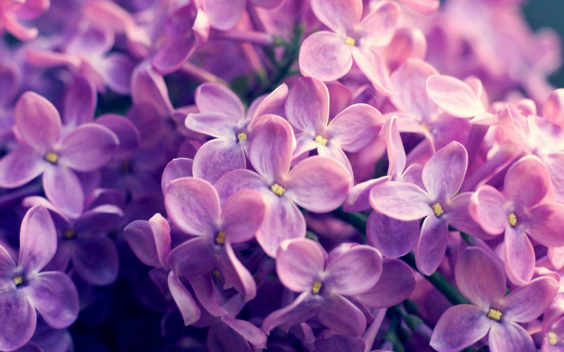 官方橄榄球世界杯分组对阵,橄榄球世界杯美国队