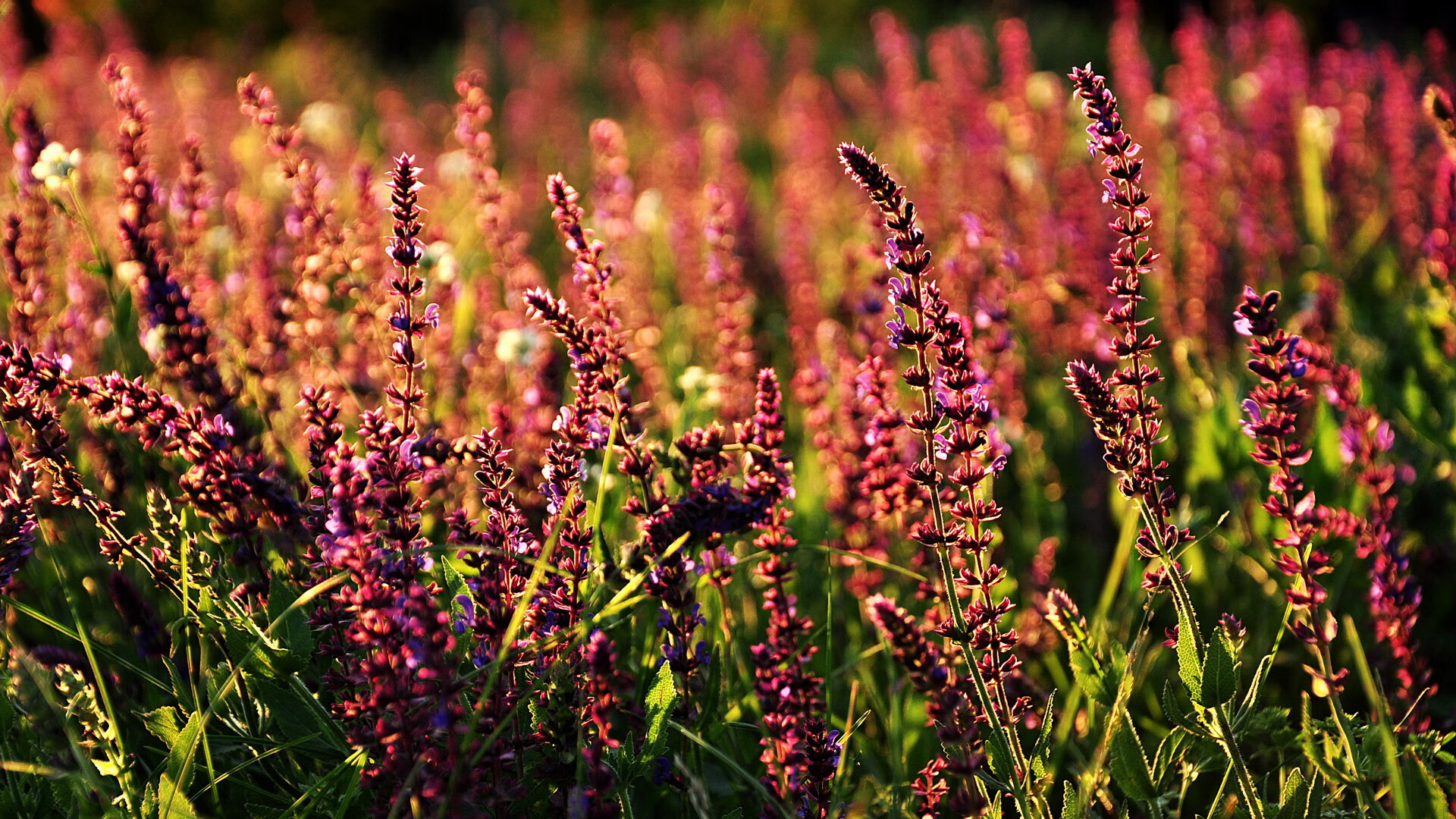 开云娱乐app安全登录-女足世界杯明星球员慈善活动，女足参加世界杯名单
