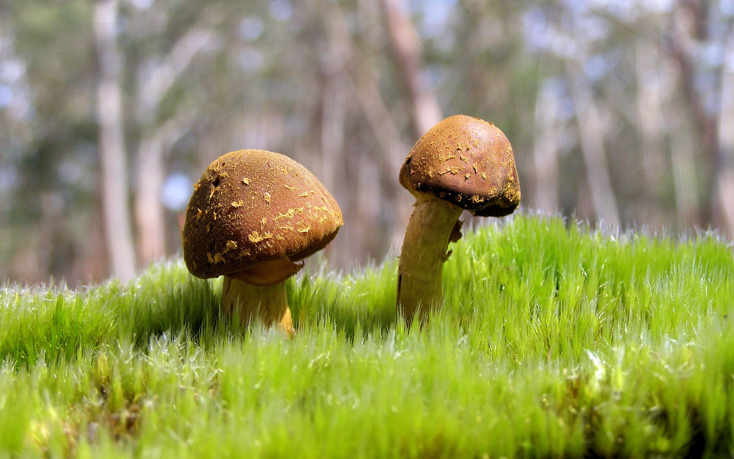 橄榄球鞋王梅西连续场进球,助球队晋级,球王梅西简介