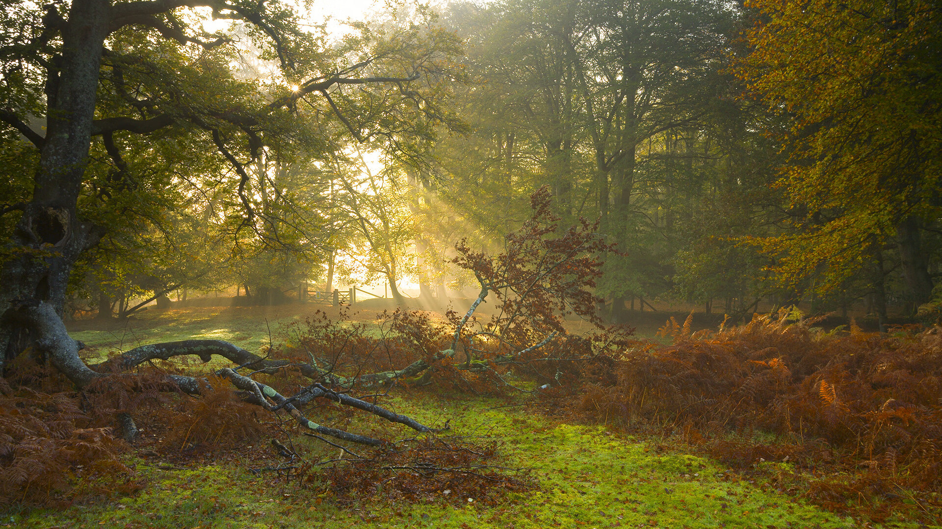 开云官方-电竞职业选手训练计划制定与效果监控，职业电竞选手培训