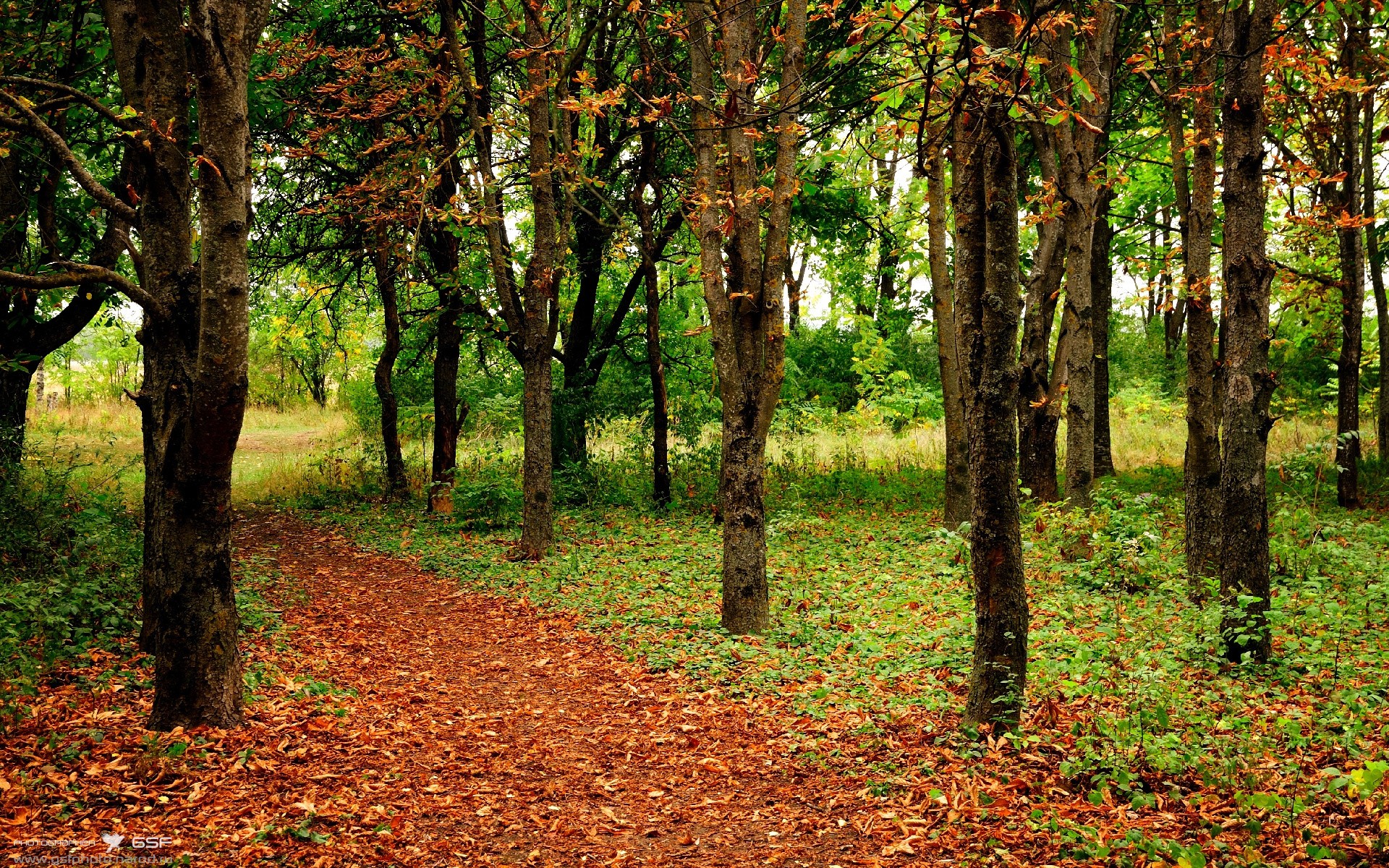 Chinese Taipei未来发展方向:从本土到全球的体育提升
